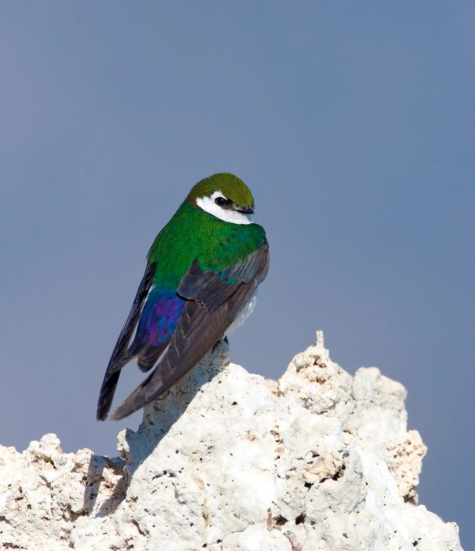 Vgswallowmtufa 7013r