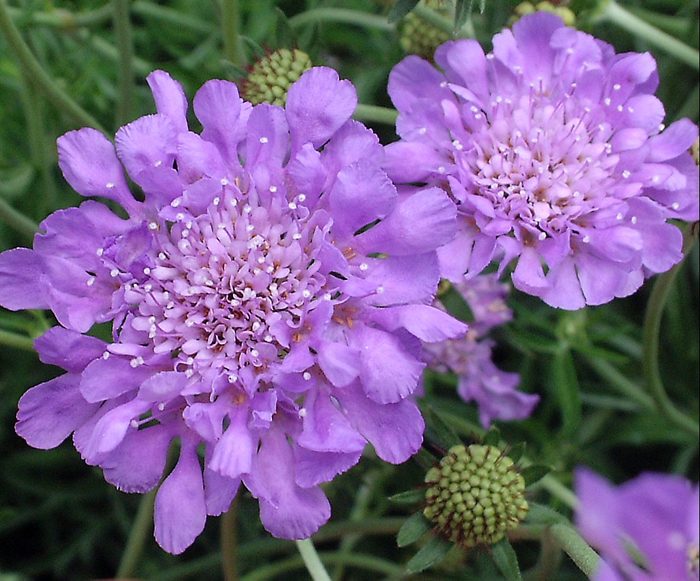Wgbutterflybluepincushion Flower