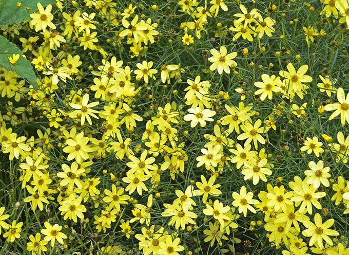 Wgcoreopsismoonbeam, plants for clay soil