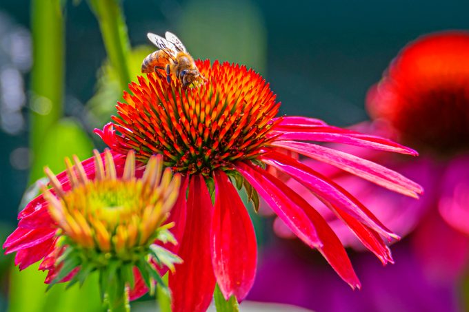 A bee collects pollen from a hot pink coneflower.