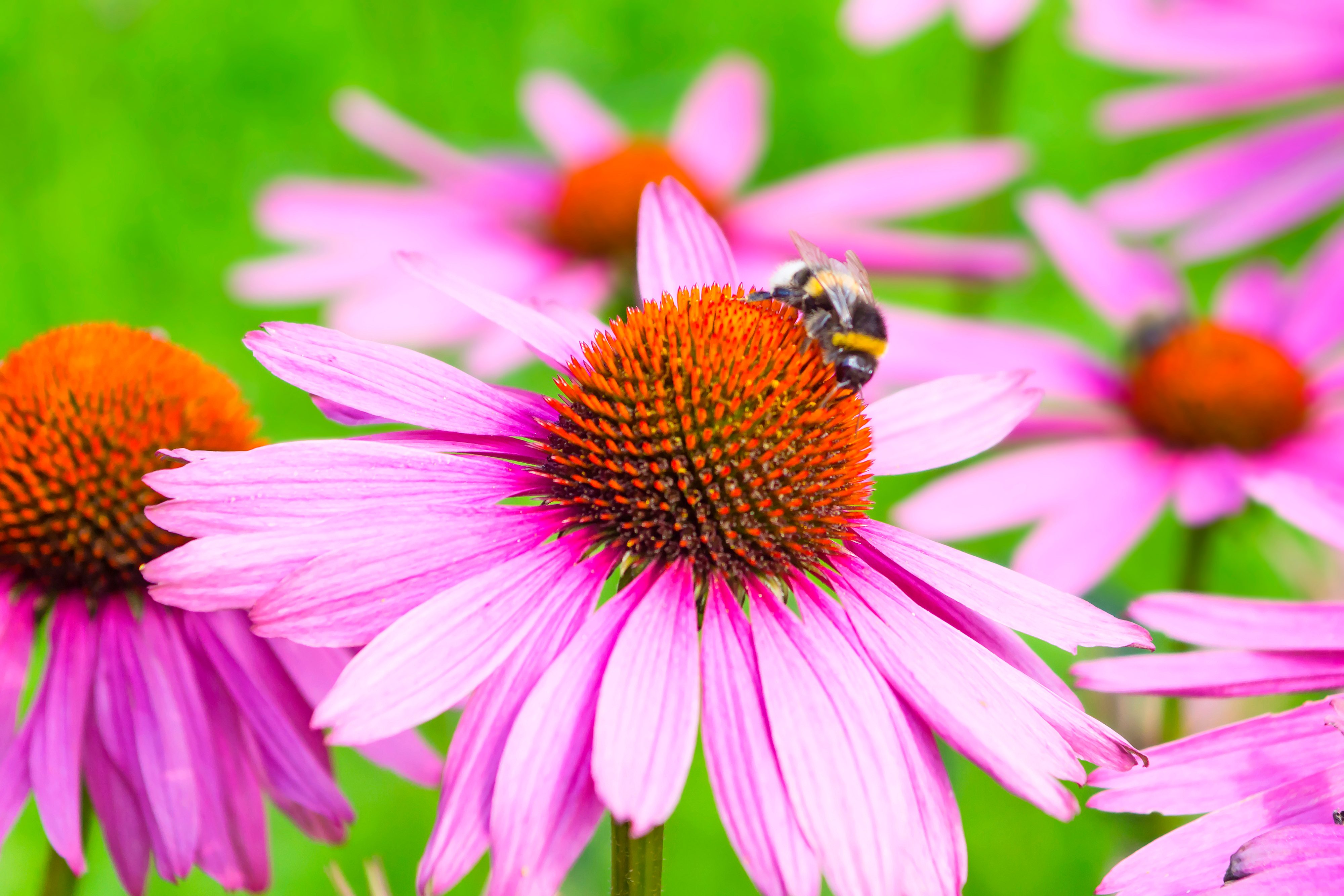 A closeup shot of a bumblebee harvesting pollen from a coneflower.