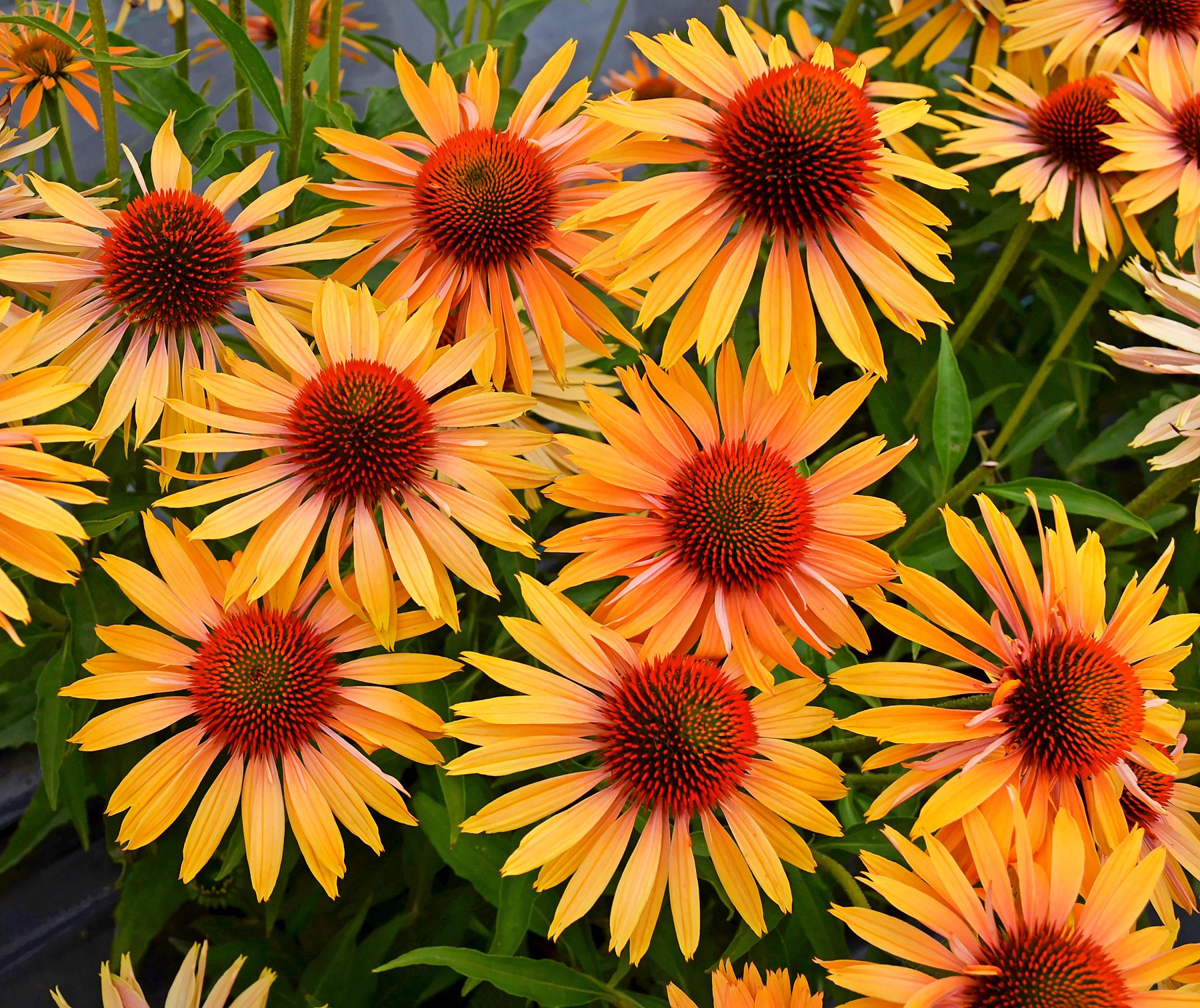 A group of Big Kahuna coneflowers shine with yellow-orange petals.