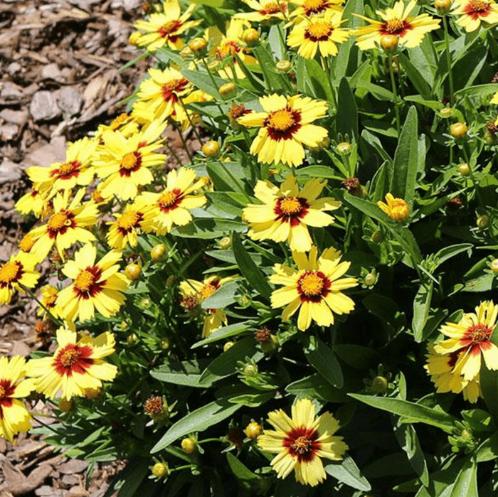Coreopsis, flowering perennials