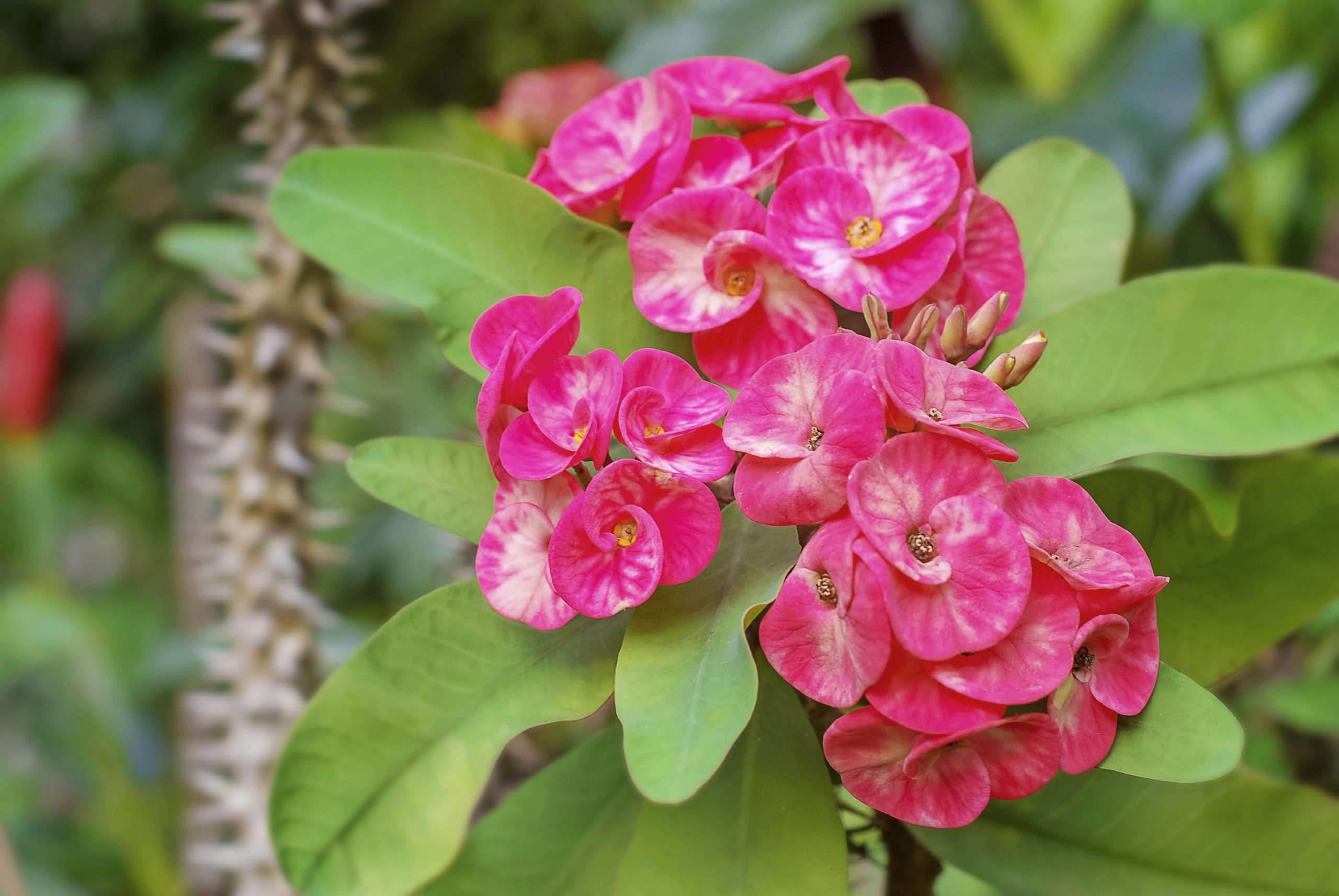 Crown Of Thorns Or Euphorbia Milii Flower Blooming