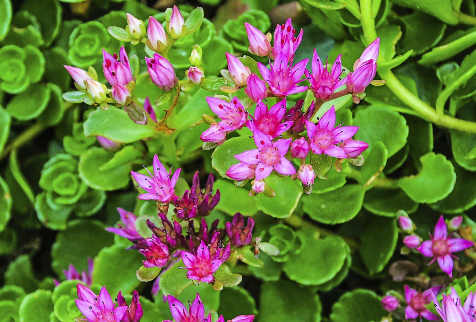Stonecrop Sedum Flowers
