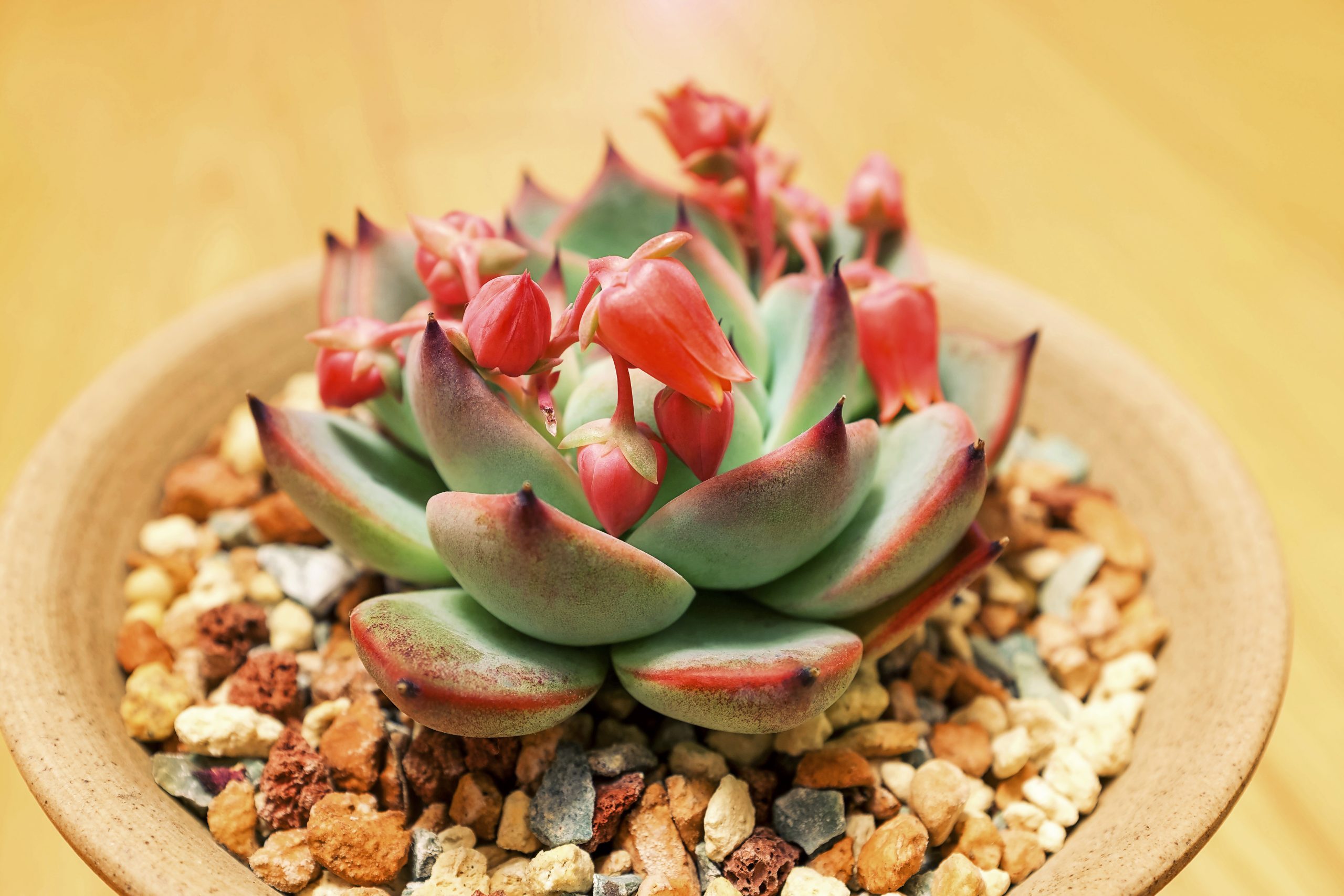 Close Up Of Succulent S Backgruond, flowering succulents