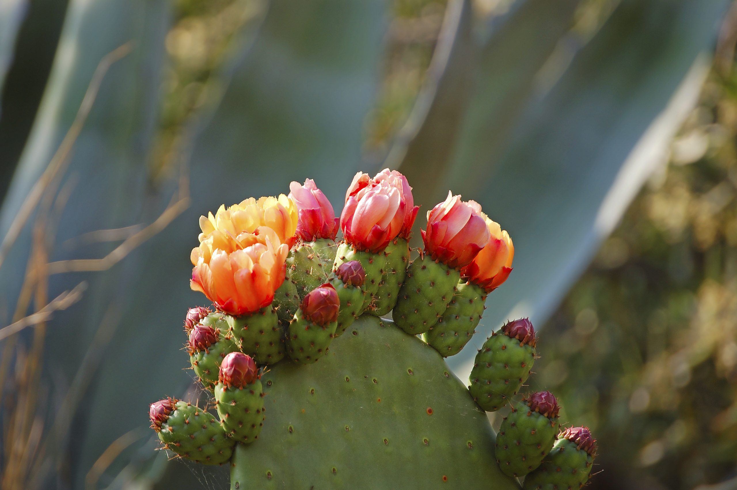 Flowering Prickly Pear, flowering succulents