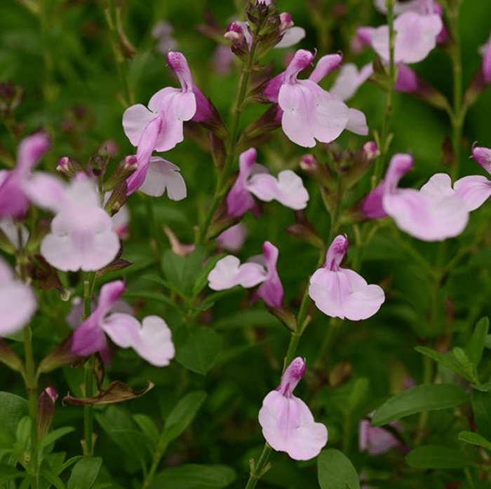 Salvia