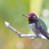 Hummingbird Sounds: Do Hummingbirds Sing?