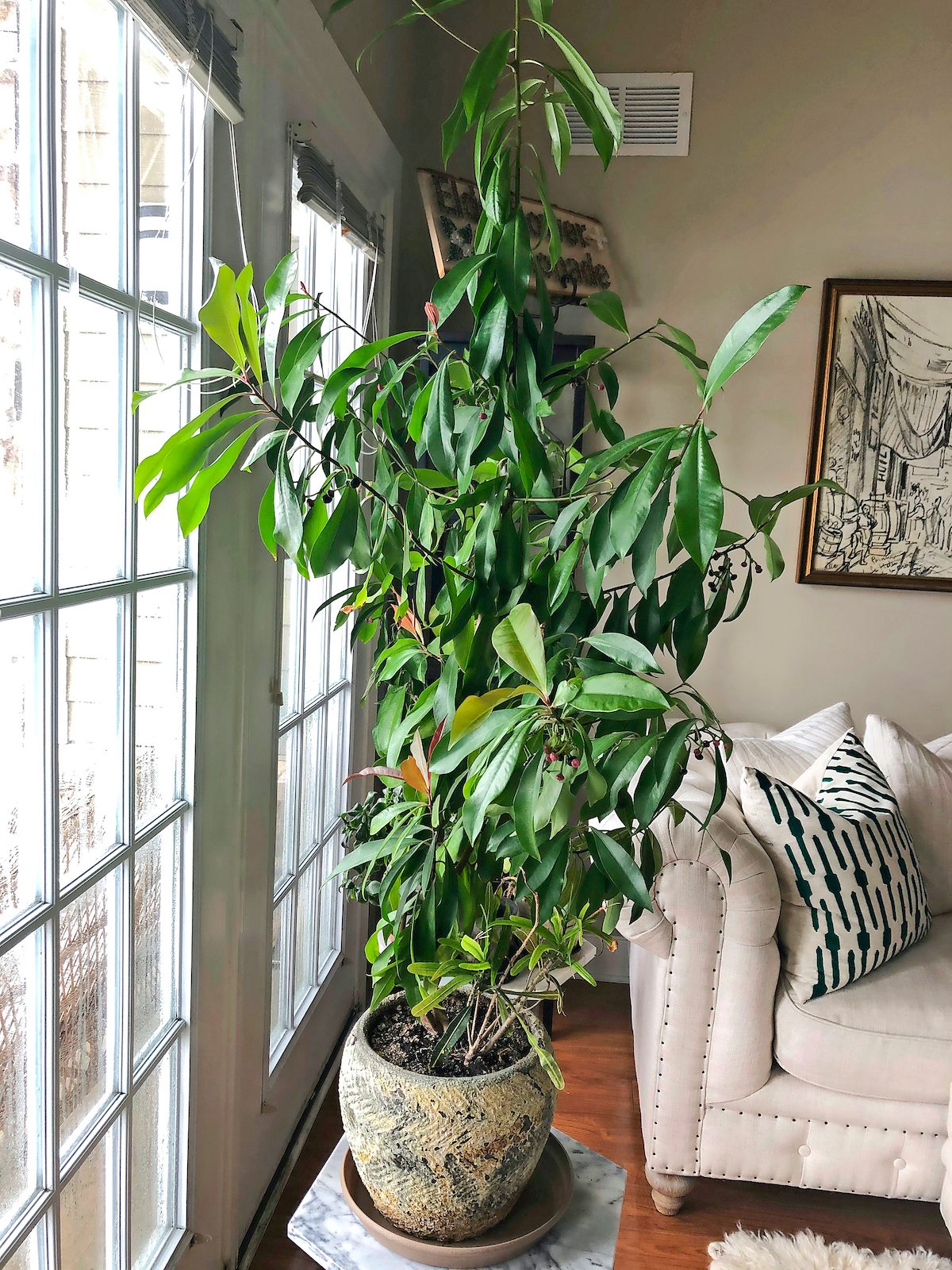 ficus rubber tree repotting