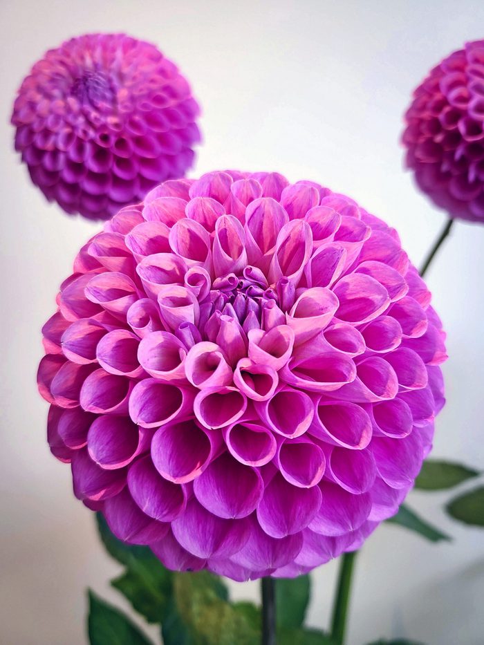 20th Ave Old Major is a bright pink globe-shaped dahlia.