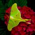 Don't Overlook the Lovely Luna Moth