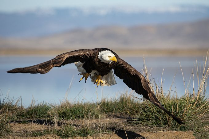 bald eagle endangered new jersey