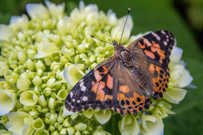 painted lady butterfly