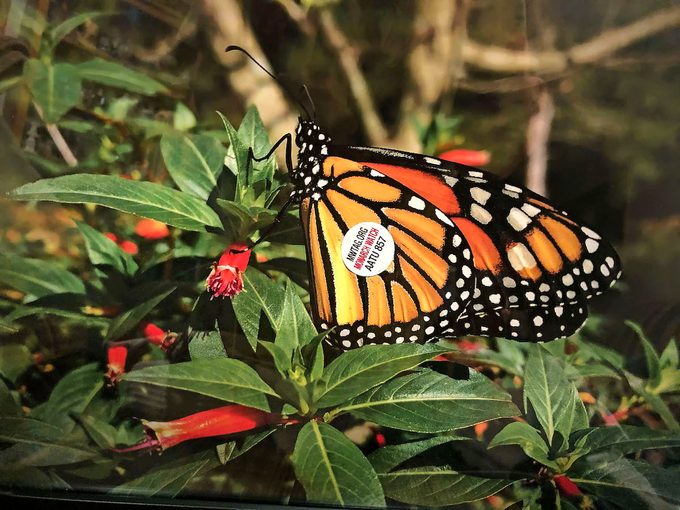 Monarch butterfly with tag, are monarch butterflies endangered