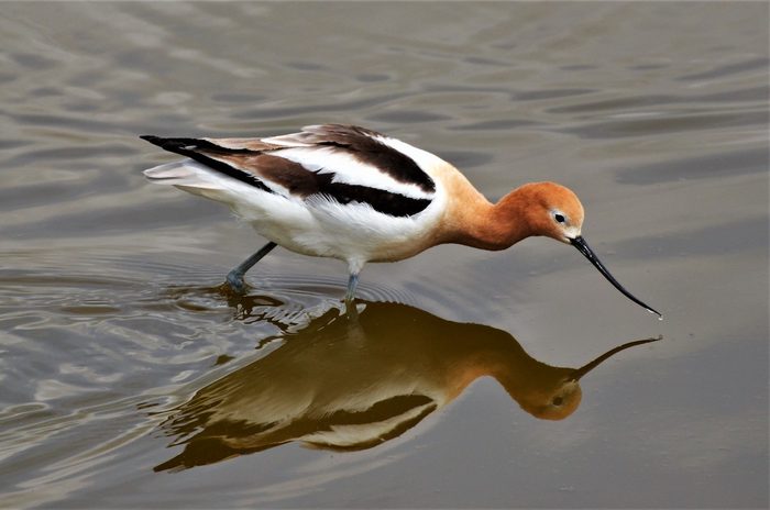 orange birds