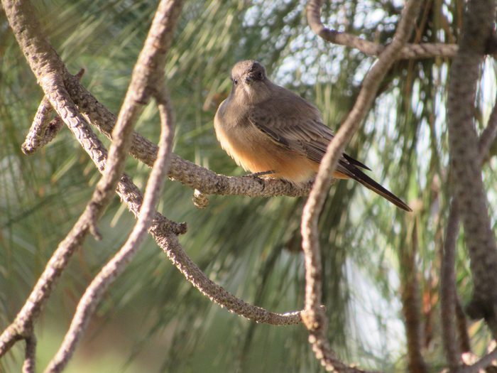 orange birds