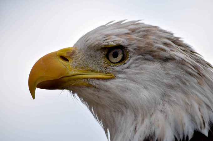 are bald eagles endangered