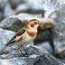 How to Identify a Snow Bunting