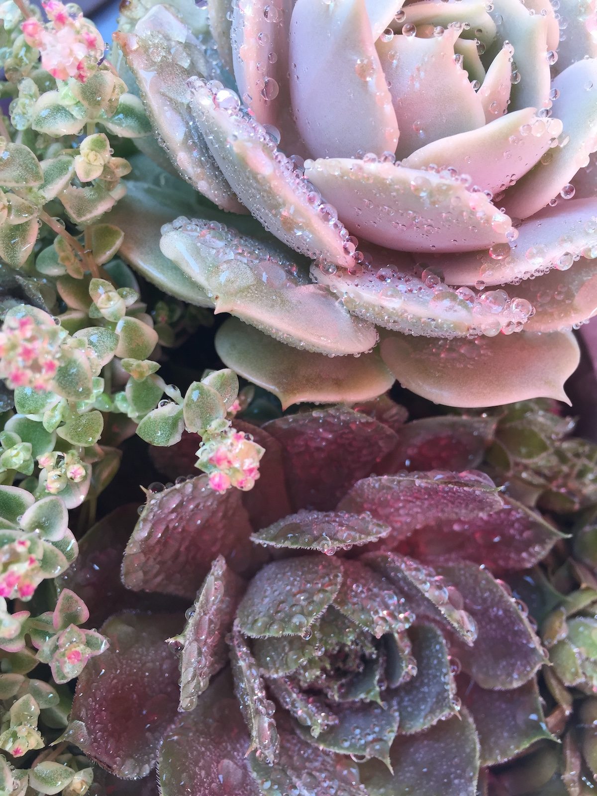 hens and chicks plant