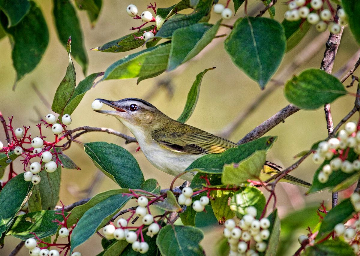 Bnbbyc19 Emma England, green bird