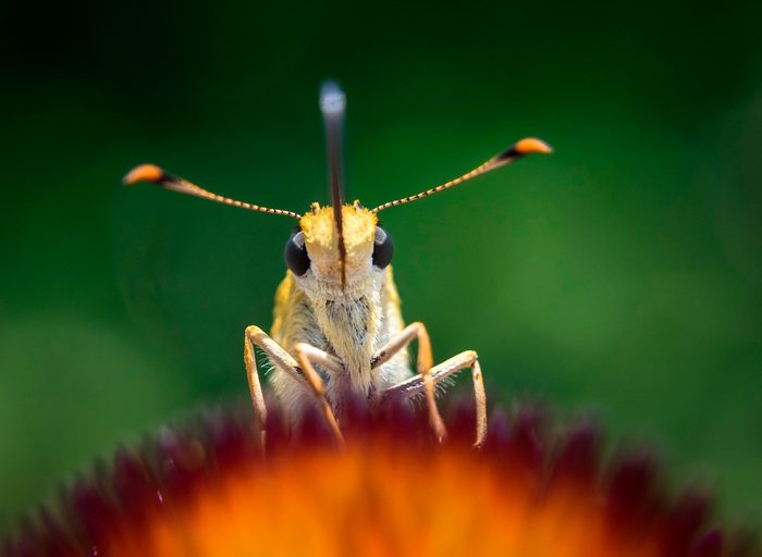 funny butterfly