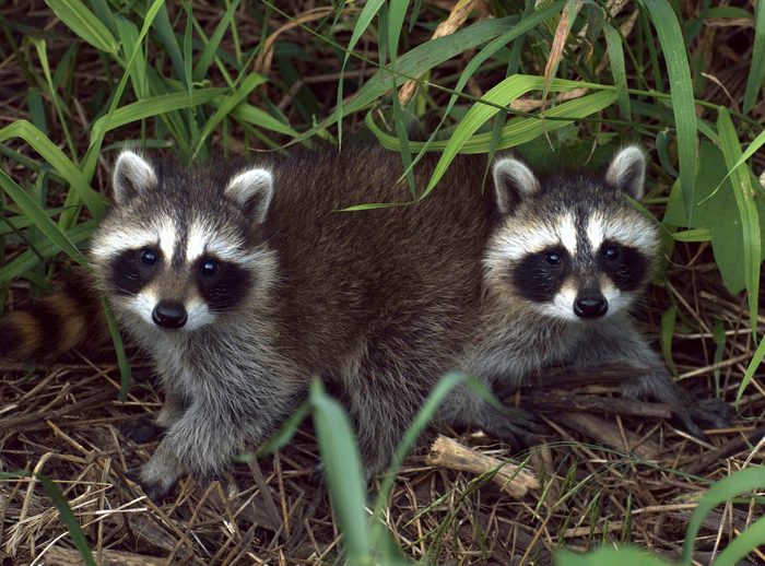 funny raccoon pictures