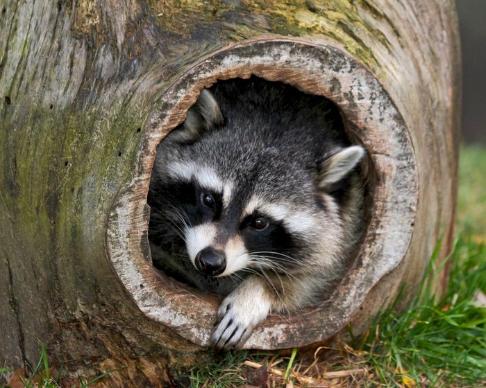 funny raccoon pictures