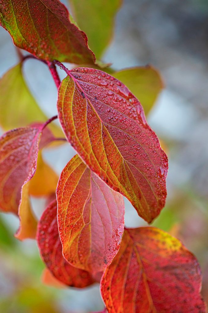 Cayenne silky dogwood's leaves look amazing in fall when they take on a red tone with green veining.