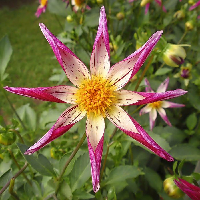 types of dahlias, Felida Mardi Gras dahlia has a yellow center with white and magenta petals.