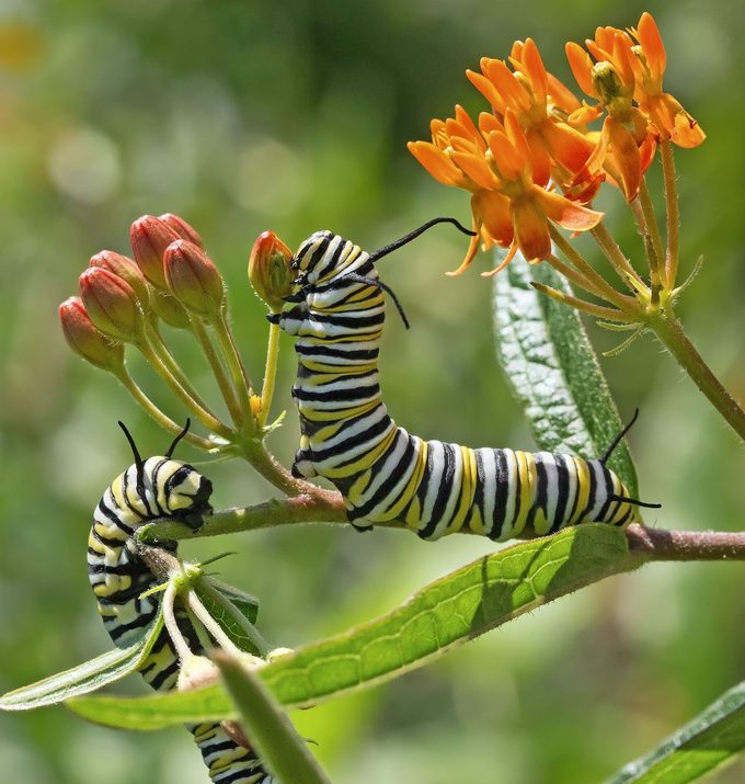 Monarch caterpillars on milkweed