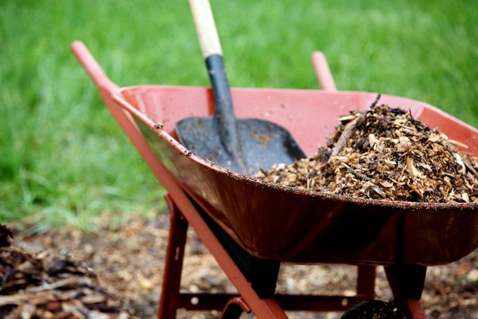 planting perennials in fall, mulch