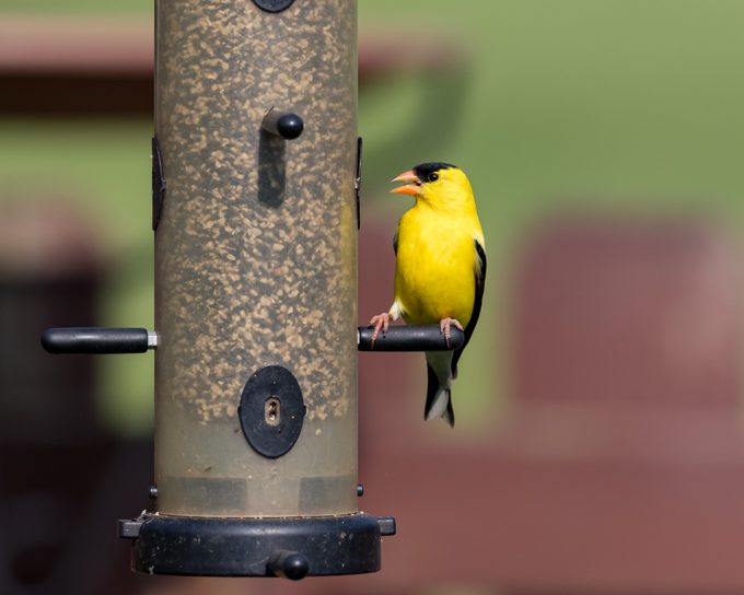 how to clean bird feeders