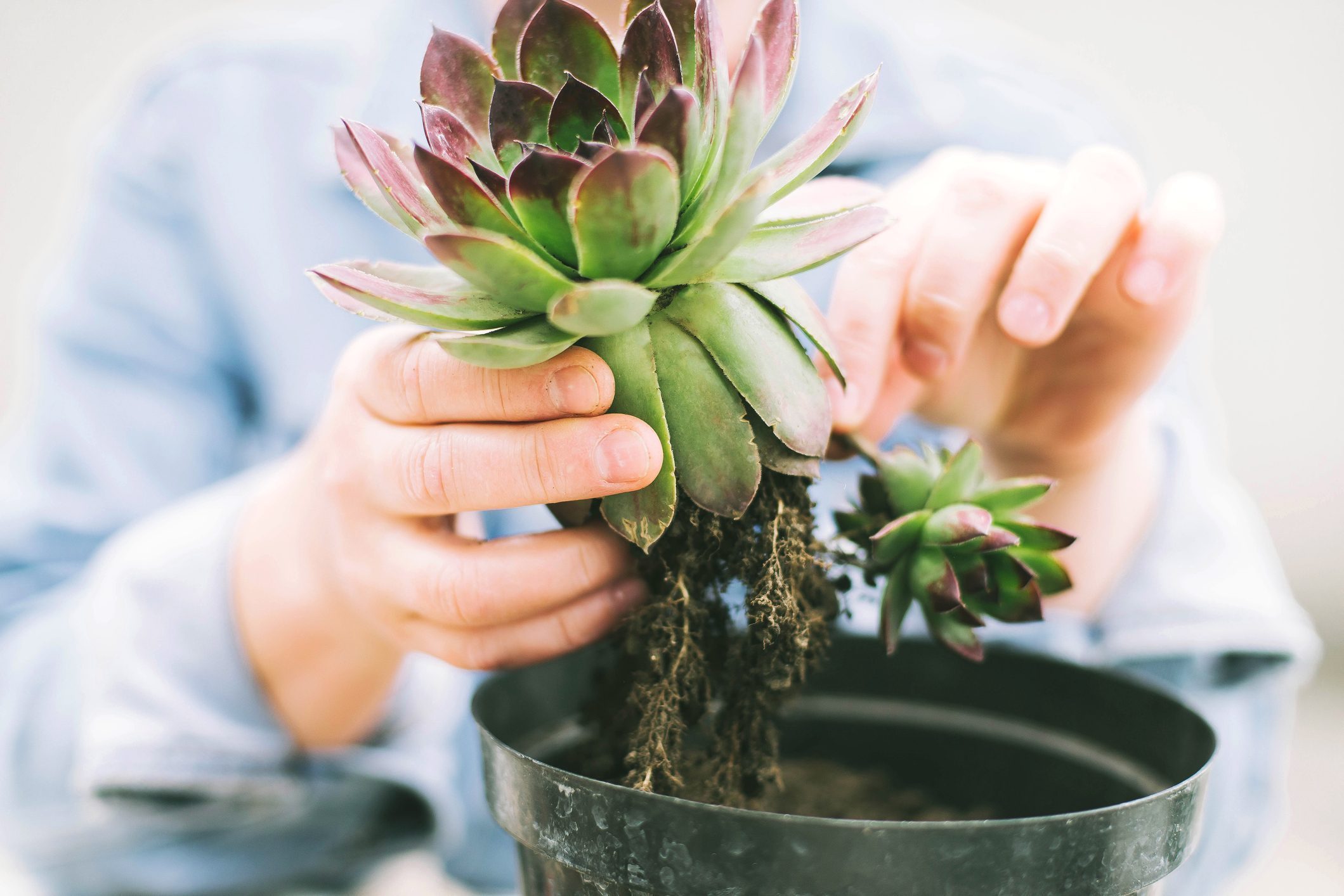 Womans Hands Transplanting Succulent Into New Pot