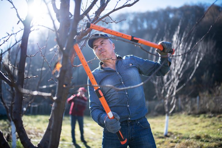 Senior Adults Pruning A Tree In Orchard.
