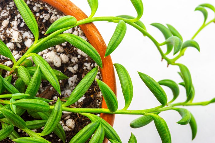 String of bananas succulent houseplant
