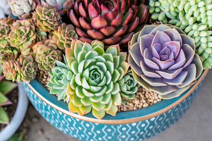 Miniature Succulent Plants