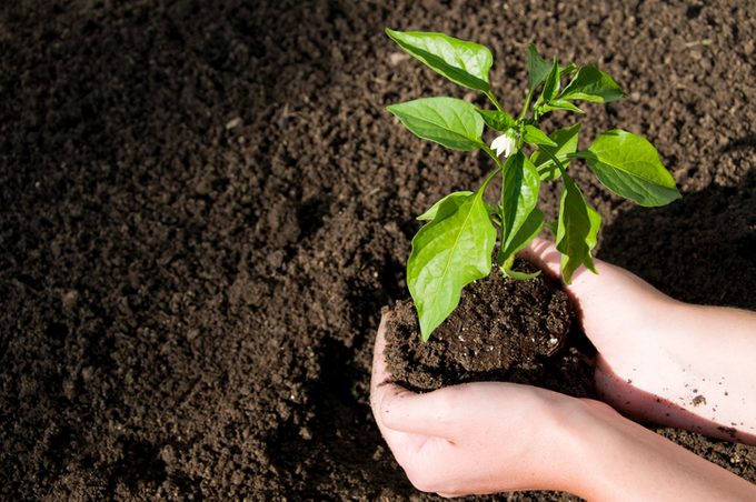 Placing Plant in the Dirt