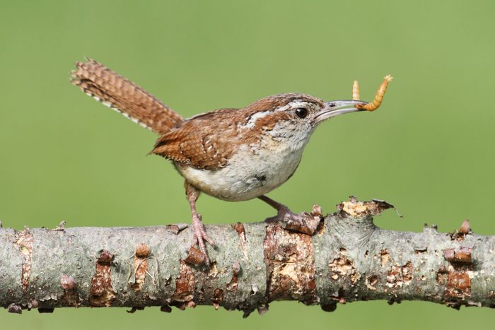 Carolina Wren On A Branch