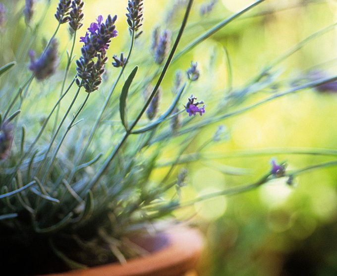 Lavender.