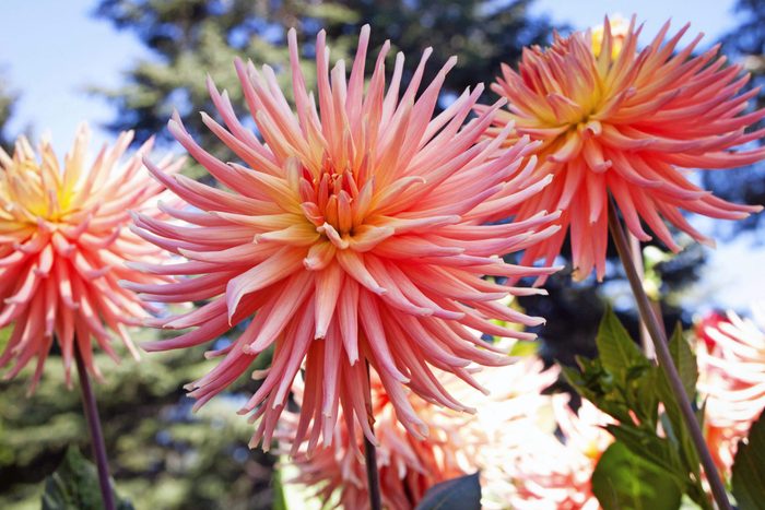 Hollyhill Peachy Keen Dahlia