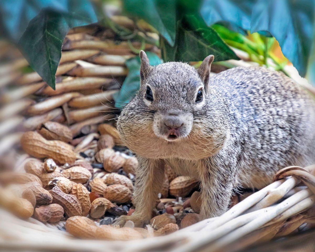 Jeanniejay Martin Squirrel
