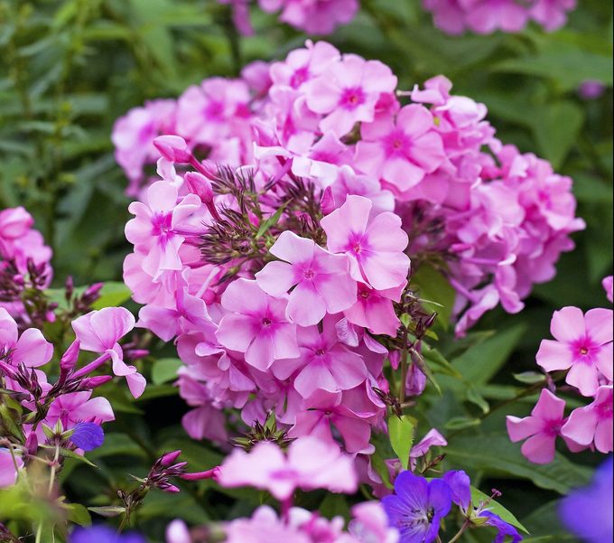 Phlox Paniculata Flowers In The Garden.