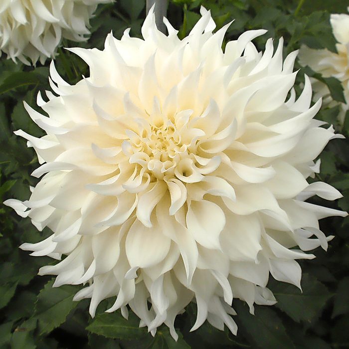 KA's Papa John is a pure white dahlia with curly petals.