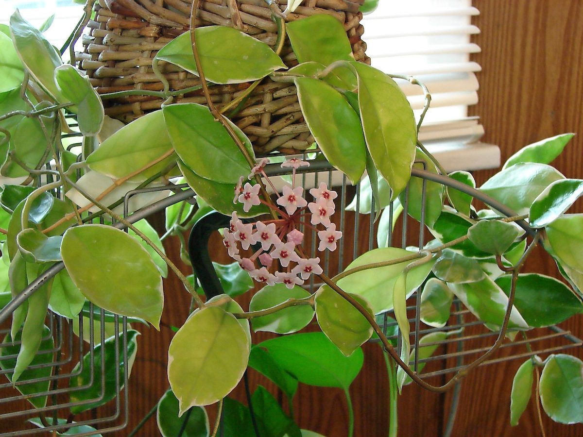hoya plant