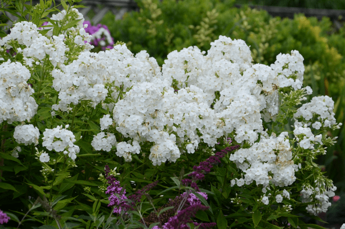 david garden phlox