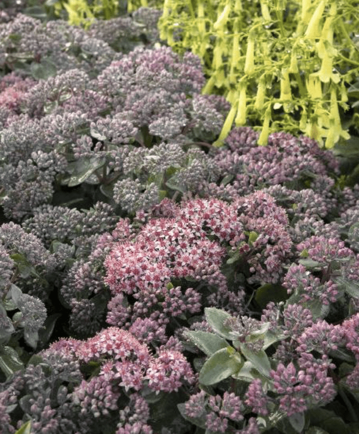 sedum purple perennials