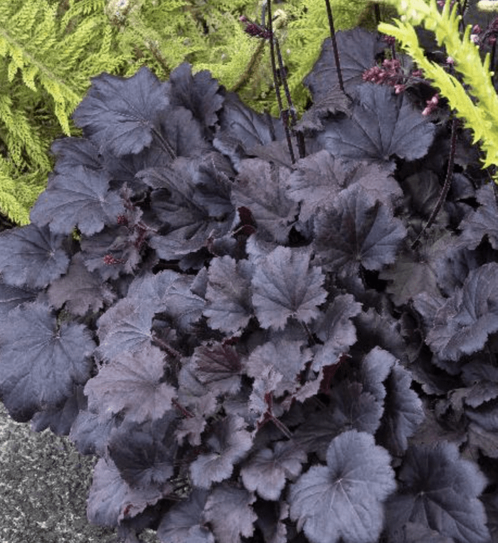 coral bells