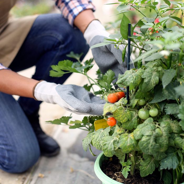 Growing A Tomato