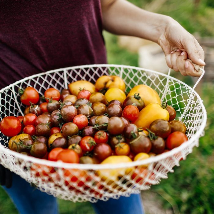 Close Up Of Freshly Harvested Heirloom Tomatoes